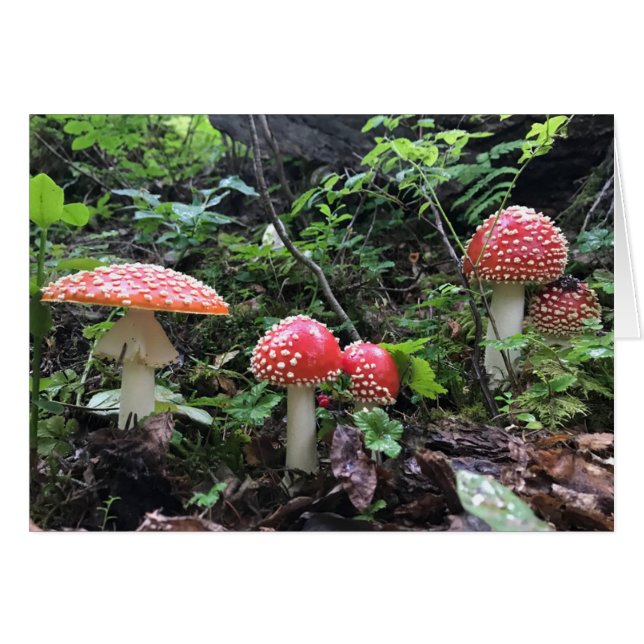 Alice i Wonderland Mushroom - 5" x 7" Art Card Hälsningskort (Framsidan Horizontal)