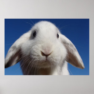 Alice - vit Lop Rabbit Poster
