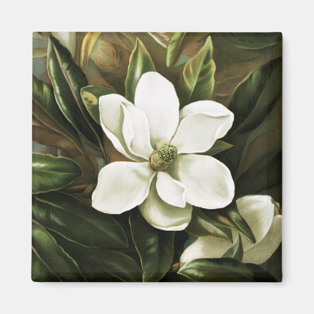 Alicia H. Laird: Magnolia Grandflora Magnet (Framsidan)