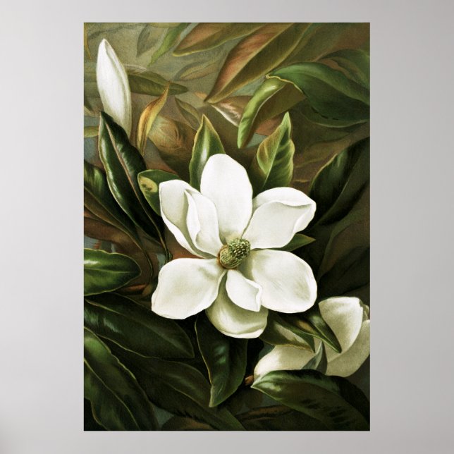 Alicia H. Laird: Magnolia Grandflora Poster (Framsidan)