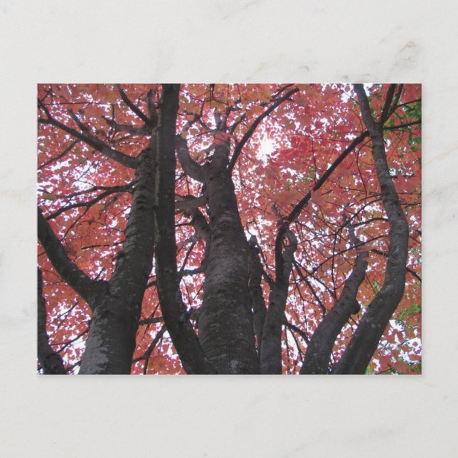 Ali's Perspektiv vykort (Framsida)