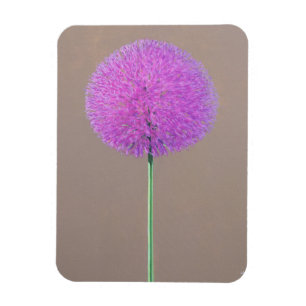 Alium Magnet