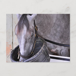 Aljalela - Todd Pletcher Roan Thoroughborn Vykort