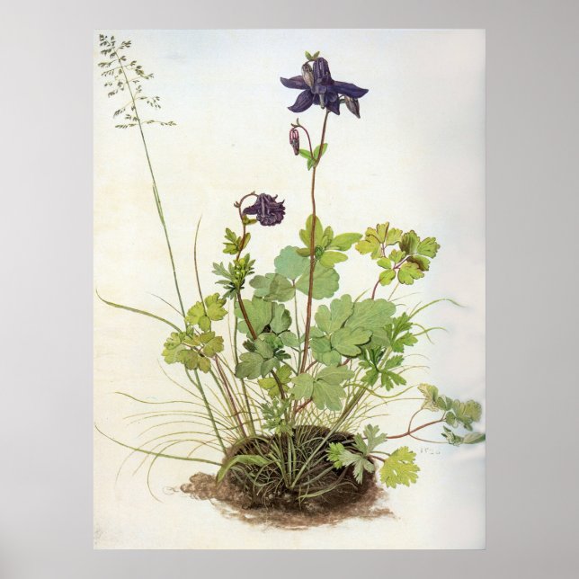 Alkelei-Blume - Albrecht Durer - c1500 Poster (Framsidan)