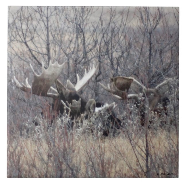 Alkhanne M9 Liggande Kakelplatta (Framsidan)