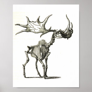 älkskelett, naturhistoria, natur, ben poster