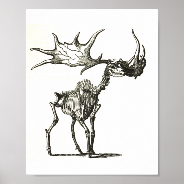 älkskelett, naturhistoria, natur, ben poster (Framsidan)