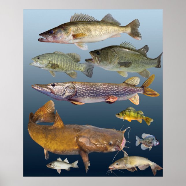 all viltfisk poster (Framsidan)