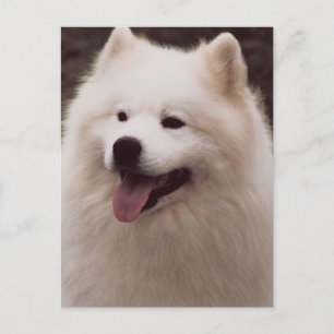 All vit Hund Vykort