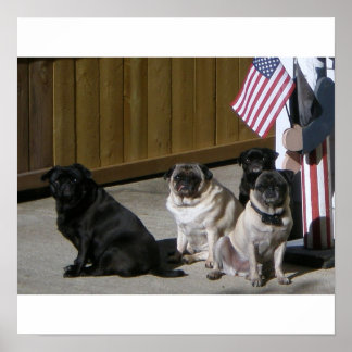Alla amerikanska Pugs Poster