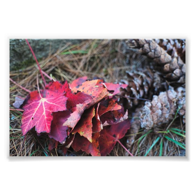 Alla faller fototryck (Framsidan)