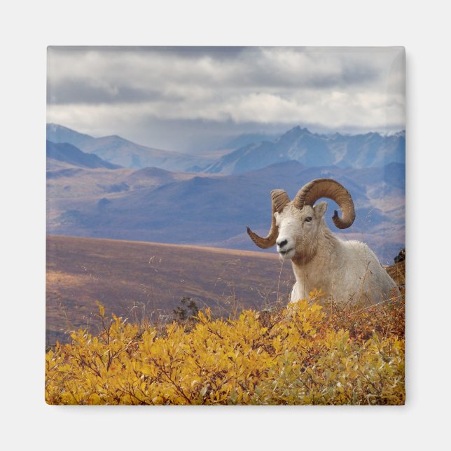 Alla får, Ovis dalli, ram Magnet (Framsidan)