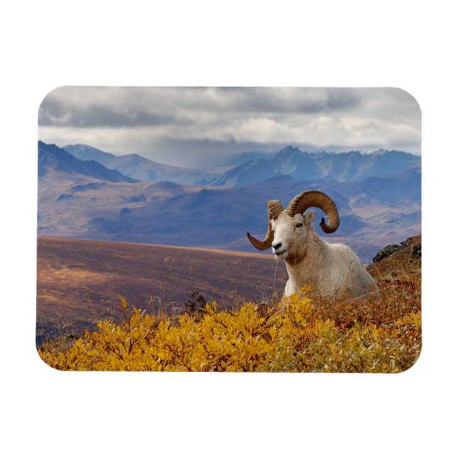Alla får, Ovis dalli, ram Magnet (Horisontell)
