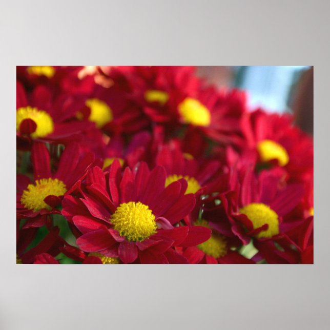 Alla har en Morsa Poster (Framsidan)