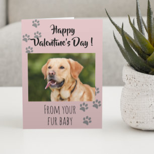 Alla hjärtans dag Foto Hund Katt Husdjur Pälsbaby Kort