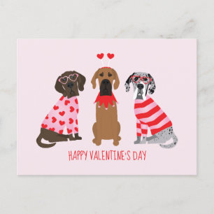 Alla hjärtans dag Great dane Hundar Vykort