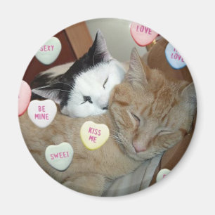 Alla hjärtans dag Kittens Magnet