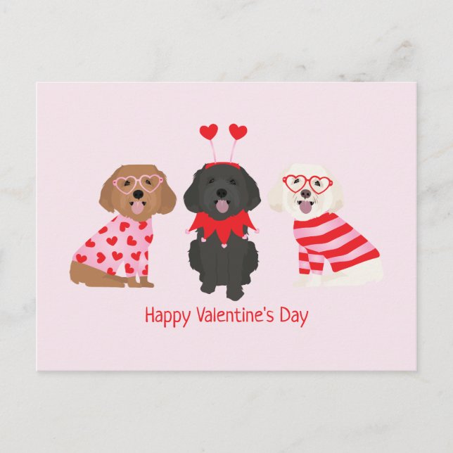 Alla hjärtans dag Maltipoo Hundar Vykort (Framsida)