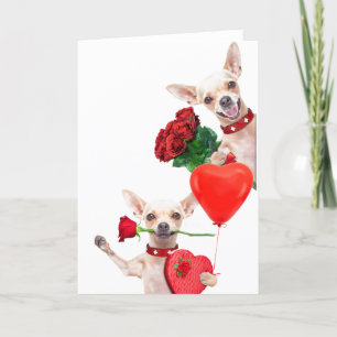 Alla hjärtans dag söta roliga chihuahuor med rosor kort
