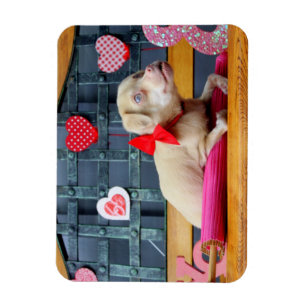 Alla hjärtans dag TuckerWearsGoggles Magnets Magnet