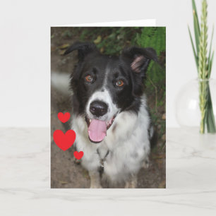Alla hjärtans dagskort från Hund Helgkort