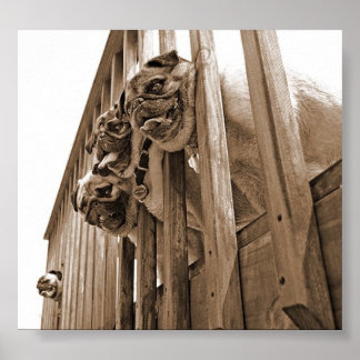 ALLA PUGS PÅ DECK-arbetsytan Poster