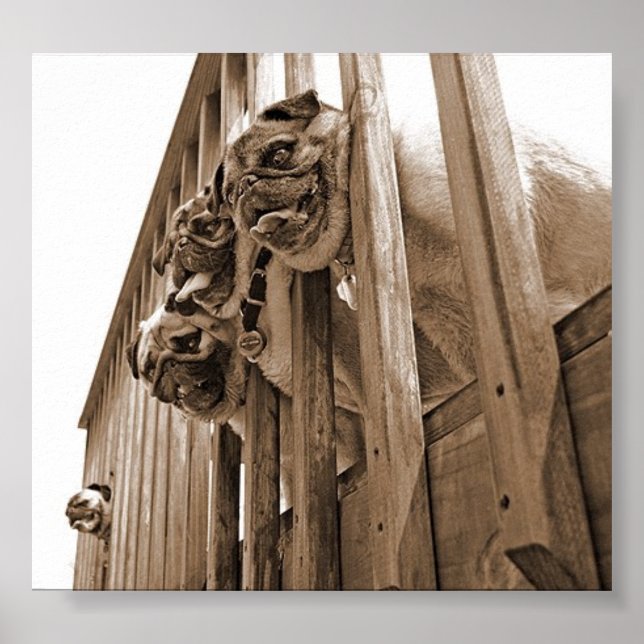 ALLA PUGS PÅ DECK-arbetsytan Poster (Framsidan)