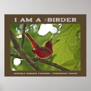 Alla Vogue Juvenile Summer Tanager Birder Poster