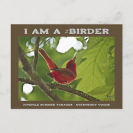 Alla Vogue Juvenile Summer Tanager Birder Vykort