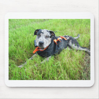 alldogscatch musmatta