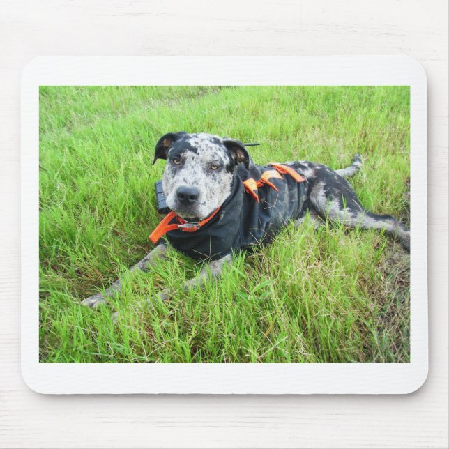 alldogscatch musmatta (Framsidan)