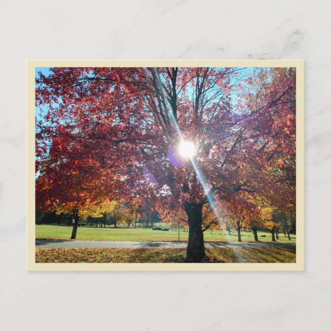 Allegany Autumn Vykort (Framsida)