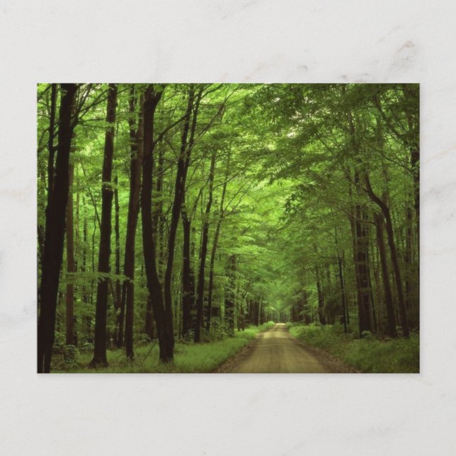 Allegheny nationalpark, Pennsylvania Vykort (Framsida)