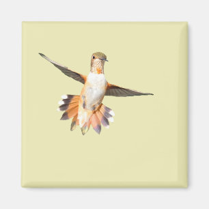 Allens Hummingbird i Flight Magnet