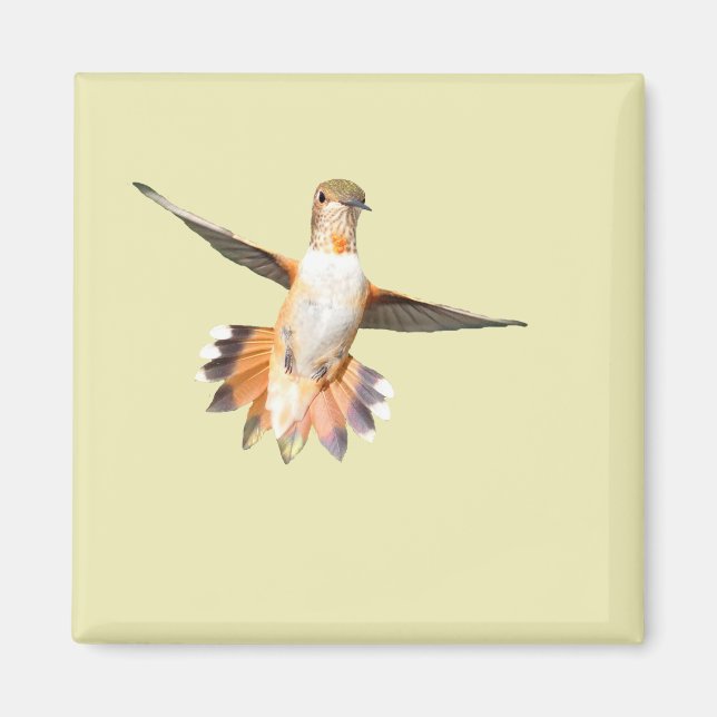 Allens Hummingbird i Flight Magnet (Framsidan)