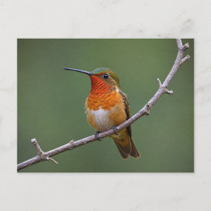 Allens Hummingbird Sitta Vykort