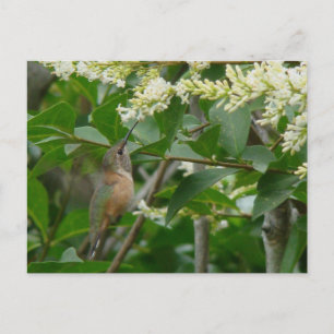 Allens Hummingbird-vykort Vykort