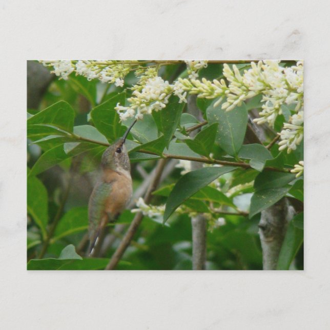 Allens Hummingbird-vykort Vykort (Framsida)