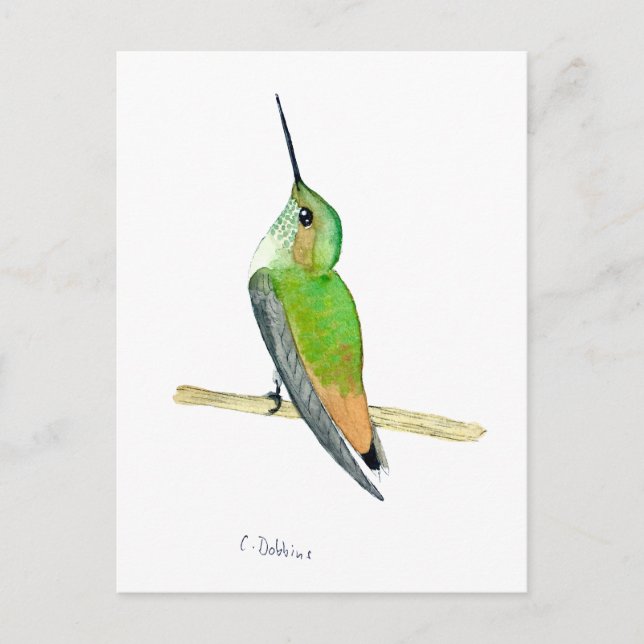 Allens kolibri vykort (Framsida)