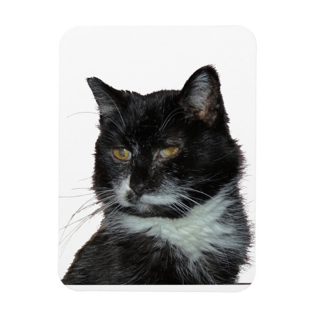 Alley Cat Kärlek Magnet (Vertikal)