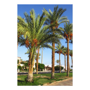 Alley of date handflatan i staden Sharm El Sheikh Fototryck