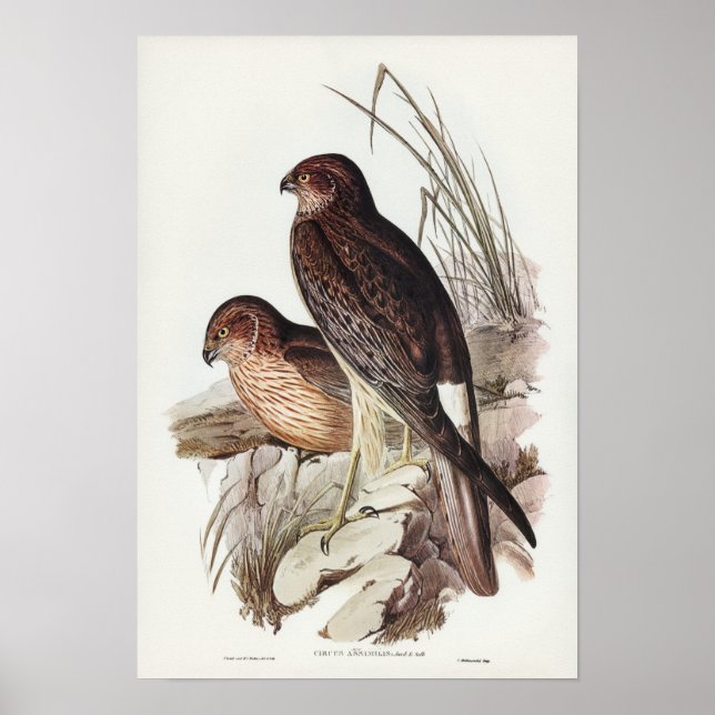 Allied Harrier av Elizabeth Gould Poster (Framsidan)