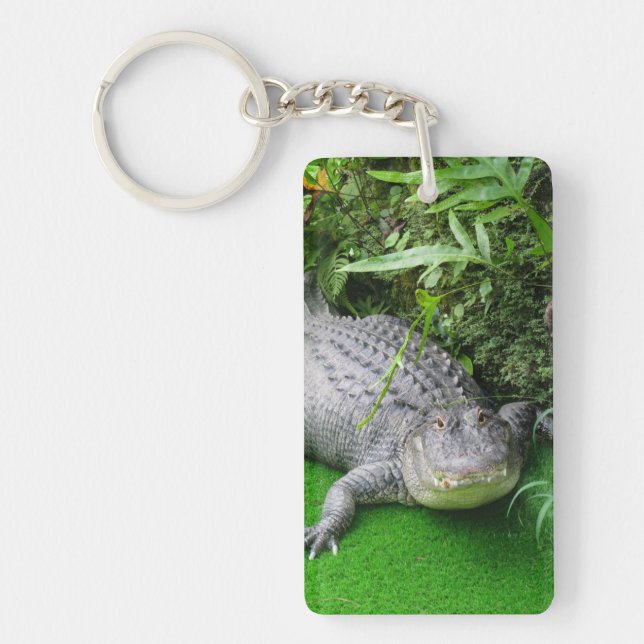 Alligator (Framsidan)