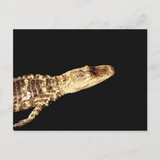 Alligator #2 vykort