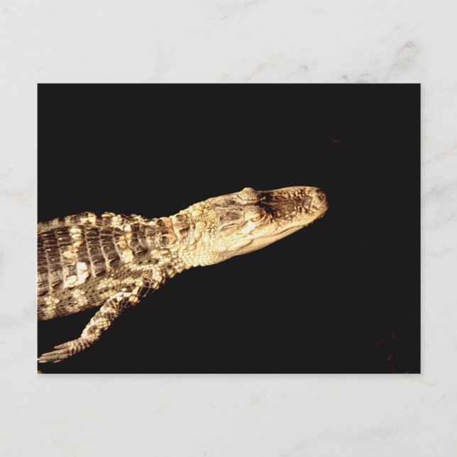 Alligator #2 vykort (Framsida)