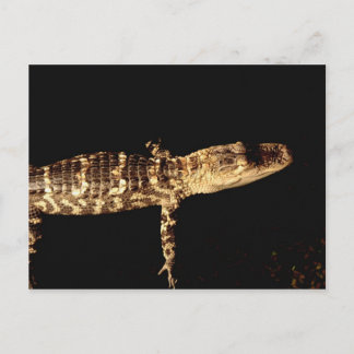 Alligator #3 vykort
