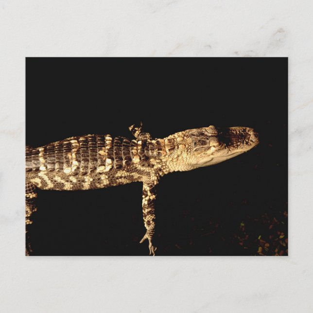 Alligator #3 vykort (Framsida)