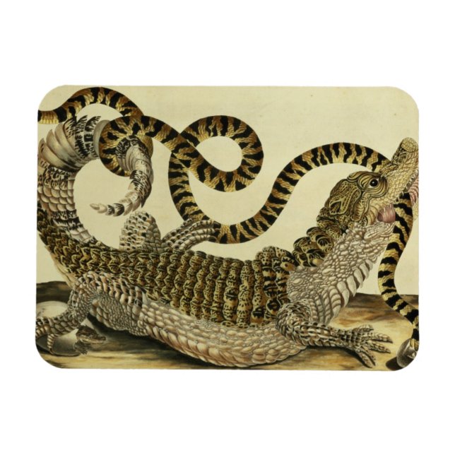 Alligator and Snake, 1730 (färgad engrave) Magnet (Horisontell)