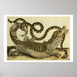 Alligator and Snake, 1730 (färgad engrave) Poster