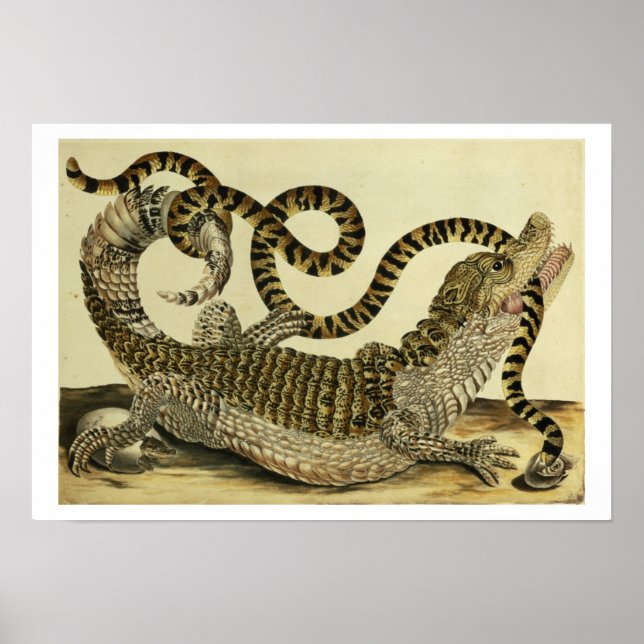 Alligator and Snake, 1730 (färgad engrave) Poster (Framsidan)